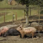 Farma U Mauritzů, 42, Stožec, 38444, Czech Republic Stožec
